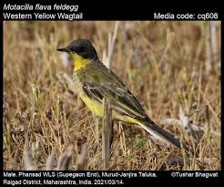 Attēlu rezultāti vaicājumam “Motacilla flava flava adult”