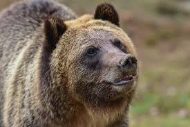 Image result for brown bear