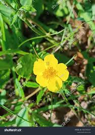 Attēlu rezultāti vaicājumam “Helianthemum nummularium”