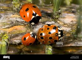 Attēlu rezultāti vaicājumam “Anatis ocellata”