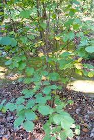 Attēlu rezultāti vaicājumam “Fothergilla major”