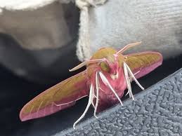 Attēlu rezultāti vaicājumam “Deilephila elpenor imago”