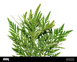 Attēlu rezultāti vaicājumam “Ambrosia artemisiifolia leaf”