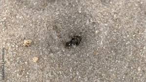 Attēlu rezultāti vaicājumam “Myrmeleontidae larva”