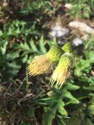 Attēlu rezultāti vaicājumam “Cirsium oleraceum flower”