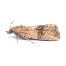 Attēlu rezultāti vaicājumam “Pandemis cinnamomeana female”