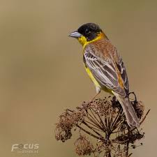 Image result for Emberiza melanocephala