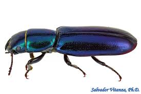 Attēlu rezultāti vaicājumam “Trogossitidae”