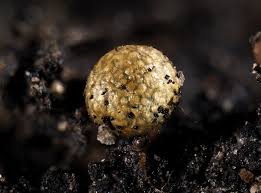 Attēlu rezultāti vaicājumam “Badhamia nitens”