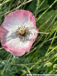 Attēlu rezultāti vaicājumam “Papaver rhoeas flower”