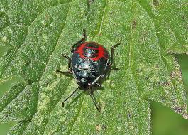 Attēlu rezultāti vaicājumam “Zicrona caerulea nymph”