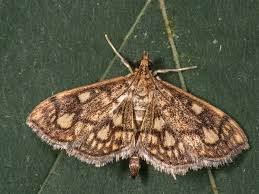 Attēlu rezultāti vaicājumam “Anania stachydalis”