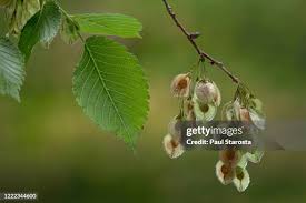 Attēlu rezultāti vaicājumam “Acer campestre fruit”