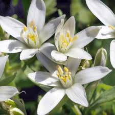 Attēlu rezultāti vaicājumam “Ornithogalum umbellatum flower”