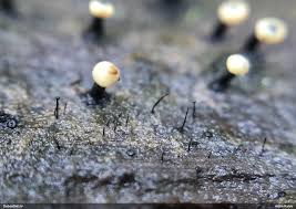 Attēlu rezultāti vaicājumam “Lamproderma debile macro”