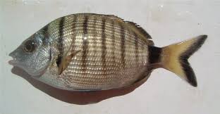 Image result for Diplodus puntazzo