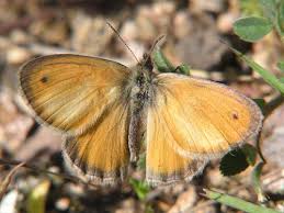 Attēlu rezultāti vaicājumam “Coenonympha pamphilus upperside”
