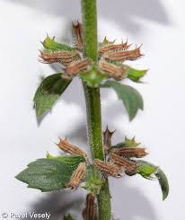 Attēlu rezultāti vaicājumam “Acinos arvensis leaf”