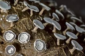 Attēlu rezultāti vaicājumam “Diderma hemisphaericum plasmodium”