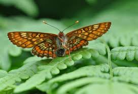 Attēlu rezultāti vaicājumam “Euphydryas maturna”