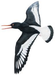 Attēlu rezultāti vaicājumam “Haematopus ostralegus adult”