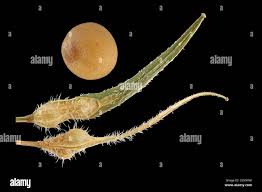 Attēlu rezultāti vaicājumam “Sinapis alba fruit”