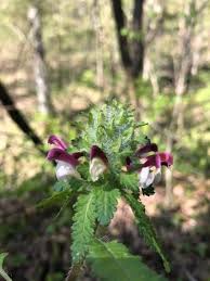 Attēlu rezultāti vaicājumam “Pedicularis palustris fruit”