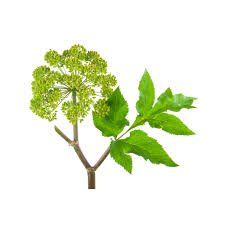 Image result for Angelica archangelica