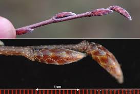 Attēlu rezultāti vaicājumam “Carpinus betulus female flower”