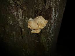 Attēlu rezultāti vaicājumam “Climacocystis borealis”