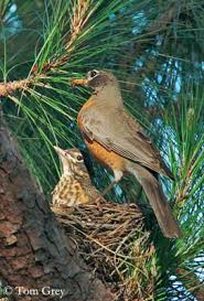 Attēlu rezultāti vaicājumam “Passeriformes”