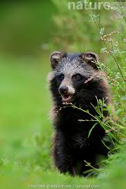 Attēlu rezultāti vaicājumam “Nyctereutes procyonoides”