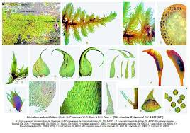 Attēlu rezultāti vaicājumam “Ctenidium molluscum”