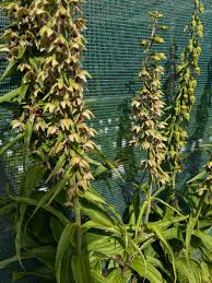 Attēlu rezultāti vaicājumam “Epipactis helleborine”