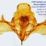 Attēlu rezultāti vaicājumam “Euphyia unangulata”