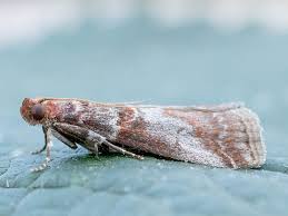 Attēlu rezultāti vaicājumam “Acrobasis advenella”