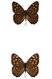 Attēlu rezultāti vaicājumam “Pararge aegeria upperside”