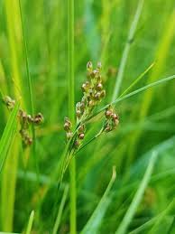 Attēlu rezultāti vaicājumam “Juncus compressus”