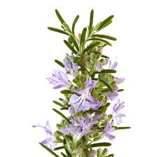 Image result for Rosmarin