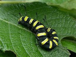 Attēlu rezultāti vaicājumam “Acronicta alni larva”