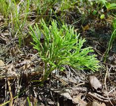 Attēlu rezultāti vaicājumam “Diphasiastrum tristachyum”
