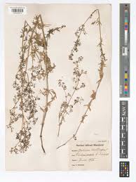 Attēlu rezultāti vaicājumam “Galium album”