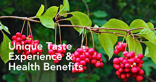 Attēlu rezultāti vaicājumam “Schisandra chinensis”