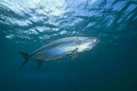 Image result for Megalops atlanticus