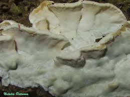 Attēlu rezultāti vaicājumam “Skeletocutis nivea”