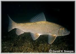 Image result for Moxostoma hubbsi