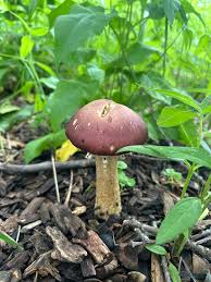 Attēlu rezultāti vaicājumam “Stropharia hornemannii”