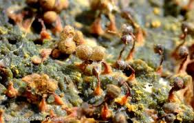 Attēlu rezultāti vaicājumam “Cribraria aurantiaca”