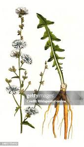 Image result for Zichorie