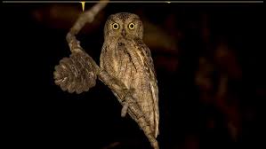 Image result for Otus scops